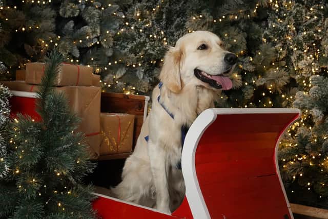 Dobbies is bringing Santa Paws to its Fife store (Pic: Stuart Attwood)


Picture by Stewart Attwood

All images © Stewart Attwood Photography 2022.  All other rights are reserved. Use in any other context is expressly prohibited without prior permission. No Syndication Permitted.