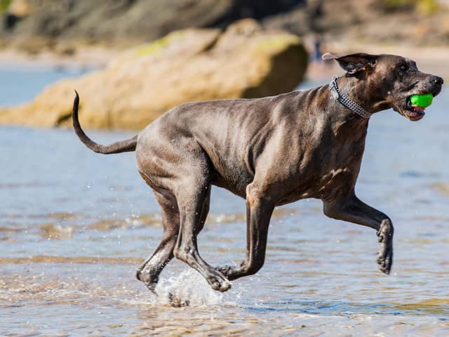 Freya, from Kinghorn, is the new doggy ambassador for the east coast in  Keep Scotland Beautiful’s ‘My Beach Your Beach’ campaign. (Pic: Andrew Perry)