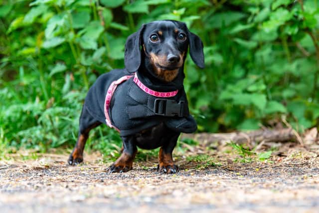 Kirkcaldy photographer Paul Adams took pics of local dogs to raise money for the Cottage Family Centre in fundraising photo shoots near his home. Pic: Paul Adams Photography