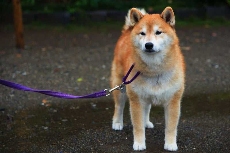 The Akita gets its name from the area of Japan from which it originated - the snowy mountainous lands of Odate, in the Akita Prefecture.