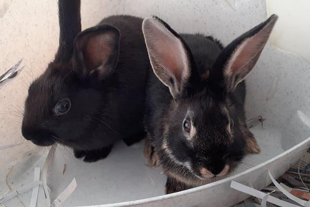Mystique and Morticia are a pair of sisters, looking to find their new home together.
