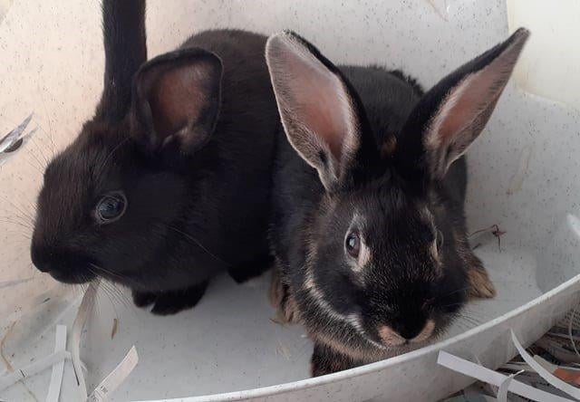 Mystique and Morticia are a pair of sisters, looking to find their new home together.
