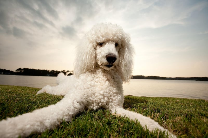 The second most obedient breed of dog is the Poodle. In order to be in the top tier of obedience a dog must listen to their owners' commands on the first try at least 95 per cent of the time.