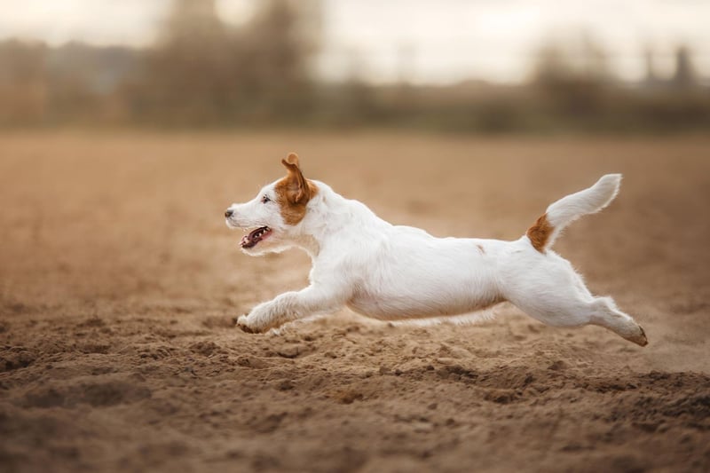 Small but speedy, the Jack Russell Terrier rounds out the top five fastest dogs. Bred to be the perfect dog for fox hunting, they can clock speeds of up to 38mph.