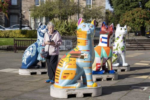 The cats gathered in the Town House before their big auction | Pic Cath Ruane
