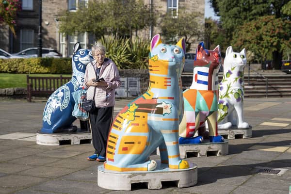 The cats gathered in the Town House before their big auction | Pic Cath Ruane
