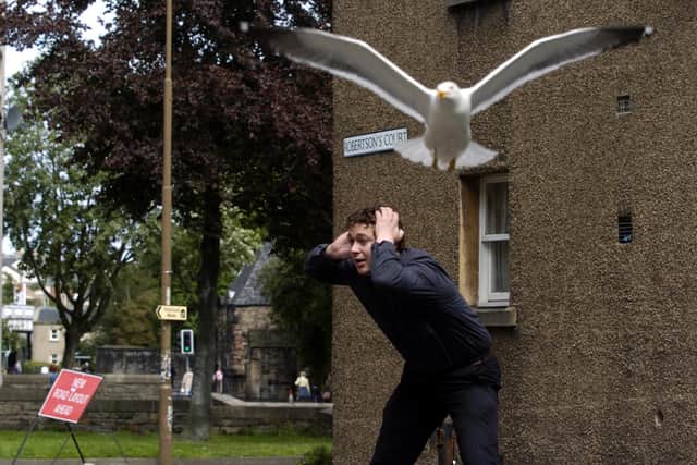 Calls have been made for Fife Council to treat seagulls in the same way as other pests such as rats, mice and wasps.