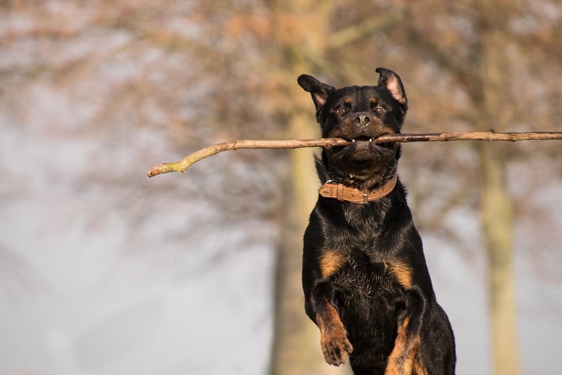 The American Kennel Club's describes the Rottweiler as being "a calm, confident and courageous dog". Despite this, many people have a negative image of the Rottweiler being aggressive. It's thought this misunderstanding comes from inaccurate portrayals in films and television - most notably in The Omen, where a Rottweiler was shown violently protecting the son of Satan - the original 'devil dog'.