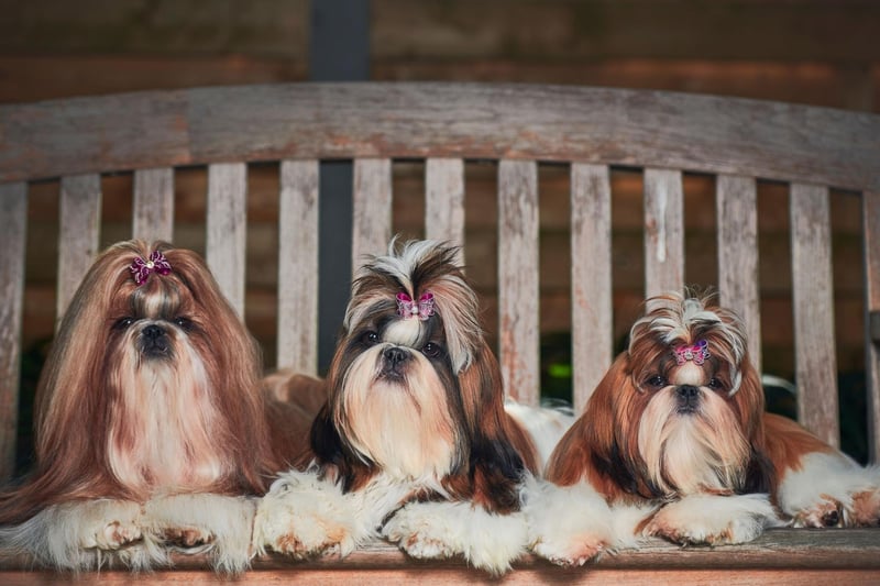 Ranging in weight from a diminuative 4-7.2 kg, the Shih Tzu is also one of the oldest breeds in the world - having been bred for over 10,000 years.