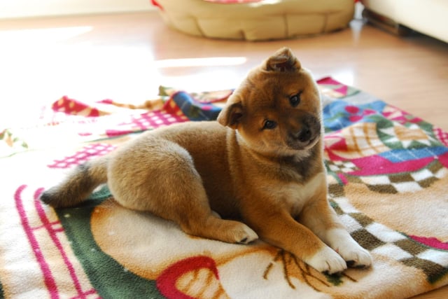 The origins of the name of the Shiba Inu are a mystery - other than 'Inu' meaning dog in Japanese. 'Shiba' means brushwood in Japanese so some think it may refer to the terrain where they were bred, while others believe it could refer to the colour of the dog's coat. Another theory is that it refers to an archaic use of shiba in Japan, when it simply meant 'little'.