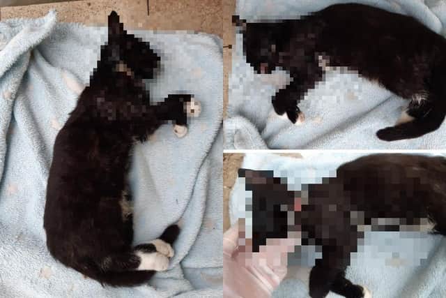Scottish SPCA: Kitten wrapped in baby blanket found dead in Fife play park.