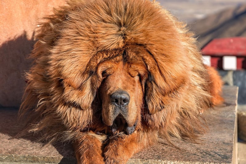 Both one of the world's most ancient breeds and one of the strongest, the Tibetan Mastiff was used to protect homes in the Himalayan region. They have a powerful physique and their bite can apply a remarkable 550 pounds of pressure.