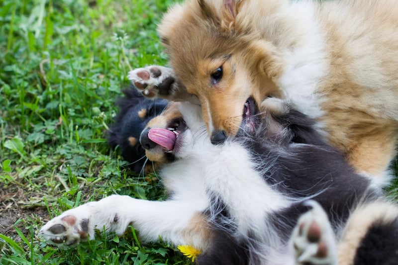 You need to be able to follow commands to successfully heard sheep, so it's no surprise that the cheery Shetland Sheepdog makes an appearance in the top 10 most obedient breeds of dog.