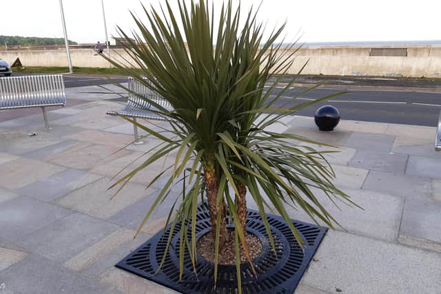 Palm trees have been added to the landscape on Kirkcaldy's waterfront