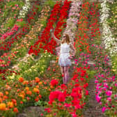 Eleanor Paton Lloyd admires a colour spectrum of a rose farm in Kincardine