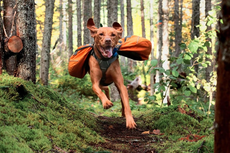 It's unlikely you'll be able to outpace the high-energy Hungarian Vizsla - a breed that can swim almost as well as they can run. One word of caution though, these are dogs that aren't great in extremely cold conditions, so keep an eye on them in winter.