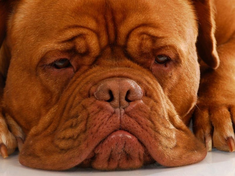 The Dogue de Bordeaux has a fearsome bite strength of 556 psi - although this breed is notoriously so lazy they are unlikely to often use it.