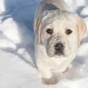 A few simple tips can keep your pup safe and warm over winter.