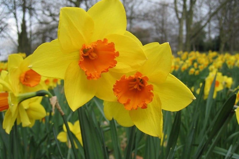 Enjoy a day in the fresh air at Backhouse Rossie Estate amongst some of the first daffodils ever created in Britain from the Wordsworth style daffodils. Enjoy the only National Collection of Backhouse Narcissus in the world.  See spring flowers, Walled Garden, Woodland Daffodil Walk, Children’s Quiz, Infants Bear Walk and Nine Hole Putting.  Relax in the festival cafe serving food, snacks and hot and cold drinks.  The festival runs from 10am to 4.30pm on Saturday, April 13 and Sunday, April 14 at Rossie Estate past Collessie off the A91, Cupar KY15 7UZ.   There will also be a selection of stalls.  For more information visit backhouserossie.co.uk