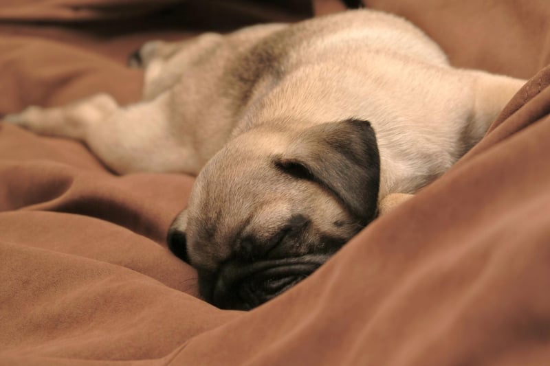 A combination of its small stature and being a brachycephalic (flat faced) dog means that the Pug struggles with speed and is likely to suffer respiratory problems if exercised too much.