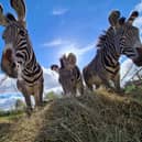 Visitors to the zoo will be able to get up close and personal with the zebras this weekend.