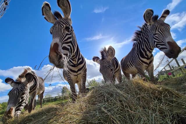 Visitors to the zoo will be able to get up close and personal with the zebras this weekend.