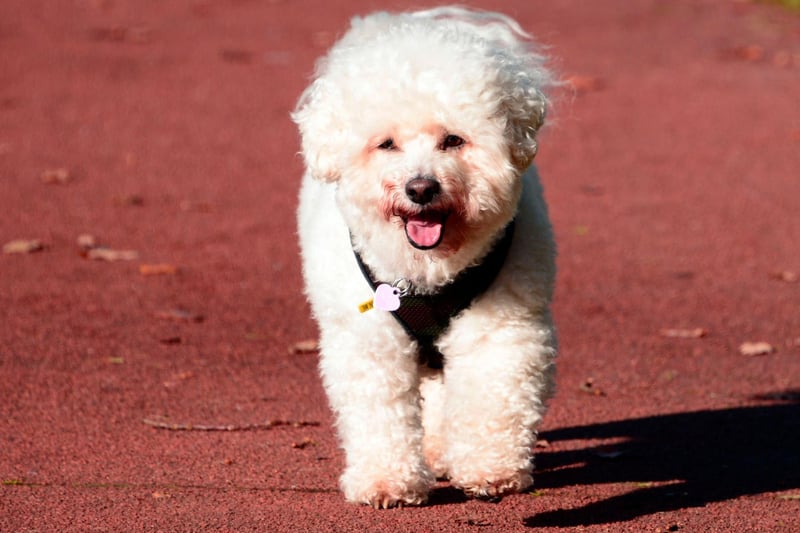 No Bichon Frise has yet been named Best in Show in Crufts, but they have been successful in the American equivalent - the Westminster Dog Show. They've won the top rosette on two occasions, in 2001 and 2018.