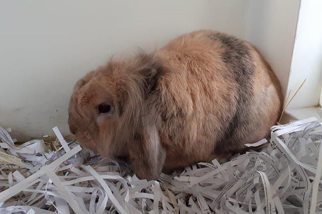 Bubbles is a bright little bunny, looking for his forever home. He would like to have access to plenty of space so that he can hop around and explore.