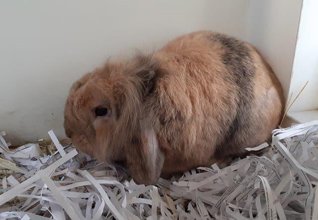 Bubbles is a bright little bunny, looking for his forever home. He would like to have access to plenty of space so that he can hop around and explore.