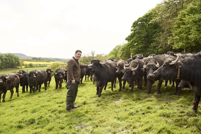 Steve Mitchell's Buffalo Farm will supply buffalo mozarella to over 100 Aldi stores
