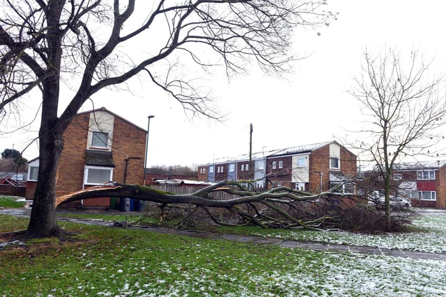 The storm split a tree at Heaton Gardens, Benton Road, Whiteleas.