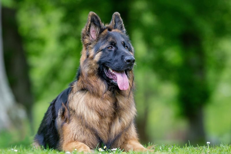 Intelligence doesn't always equate to a dog that's easy to toilet train - but with the German Shepherd that's certainly the case. For a breed that takes drug detection and police work in its stride, knowing where to go to have a pee is hardly a challenge.