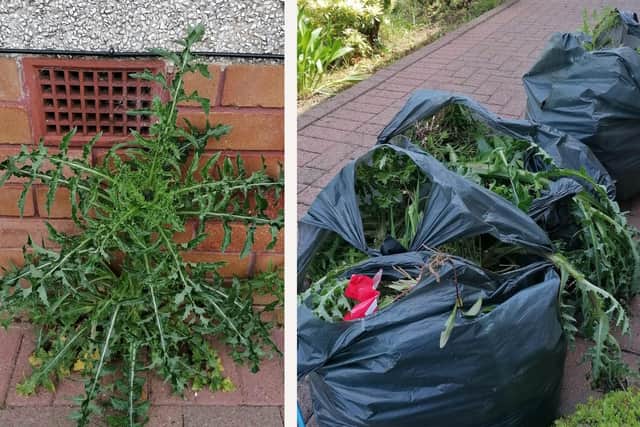 Thistles thwarted: boiling water finally brought down this garden menace (Pic: Fife Free Press)