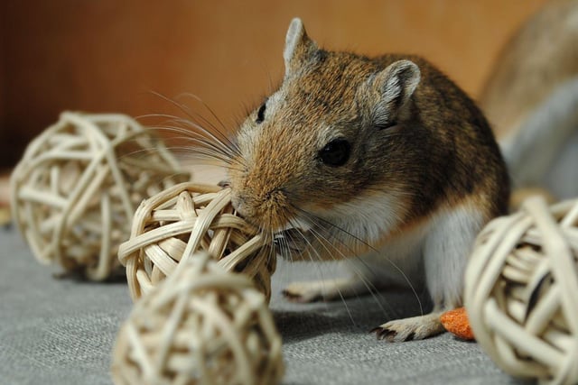 Not as popular as they once were, gerbils are owned by around 0.4 per cent of UK homes. Also known as the desert rat, they originally come from the sandy plains of the Middle East, Africa and Asia.