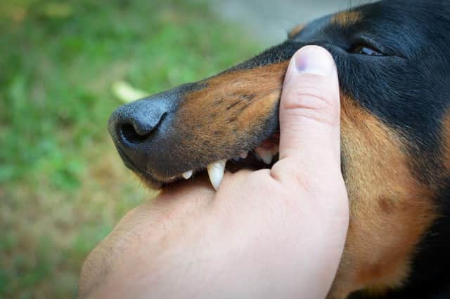 Some breeds of dog have far stronger bites than others.