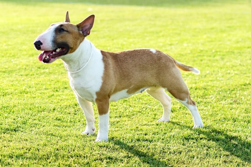 1,502 Kennel Club registrations in 2020 are enough to make the Bull Terrier third most popular dog in their group.