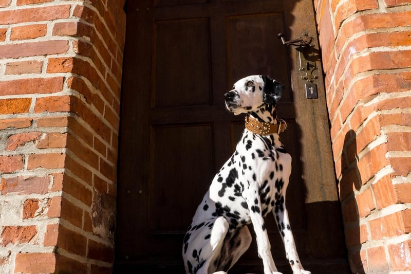 It's by no means the case that all Dalmations are shy, but they are a very sensitive breed that can take offence easily and won't always welcome strangers. If your Dalmation is behaving in a timid way it's best to remove them from the situation as the shyness can turn into aggression.
