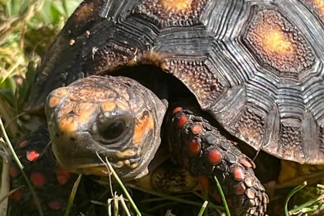 Users of the event space will be able to see the new tortoises at Fife Zoo.