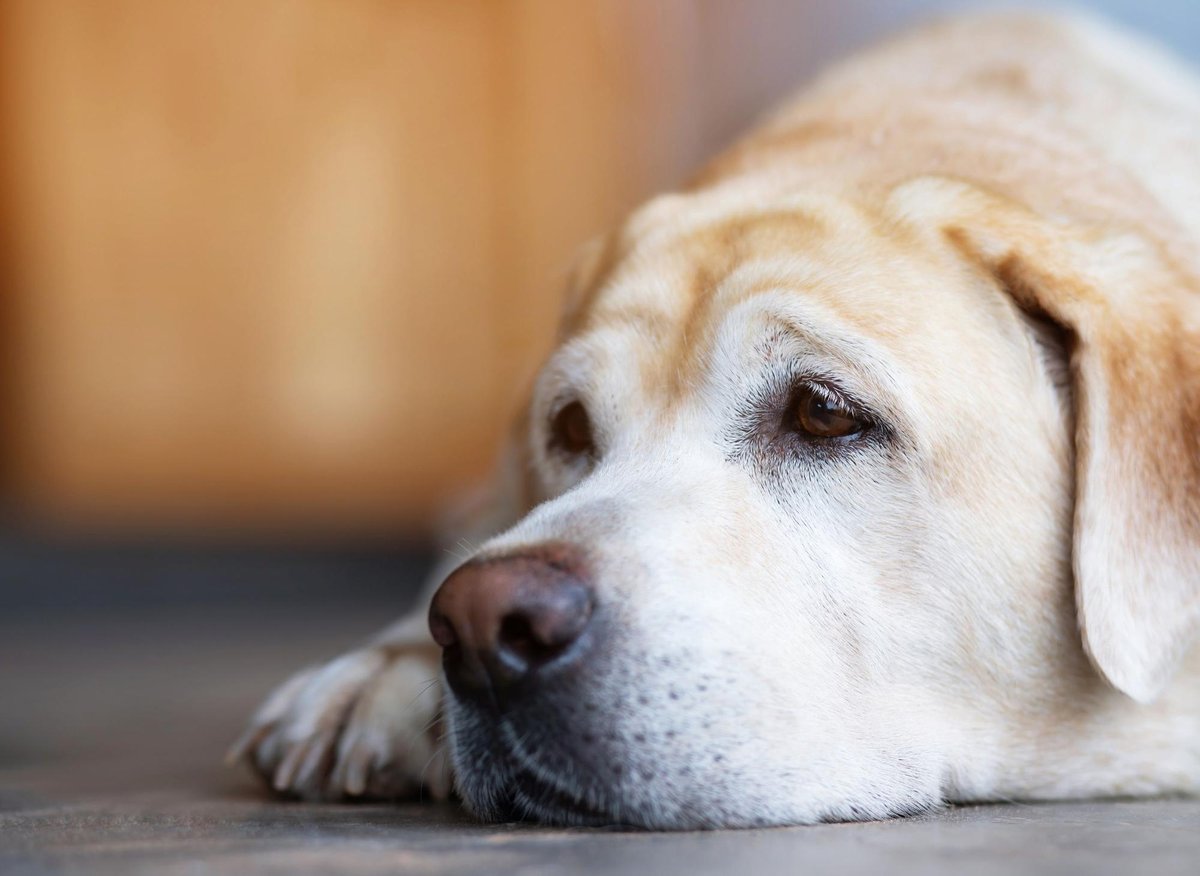 Here are the 10 breeds of sensitive dog most likely to suffer from separation anxiety - including the sociable Labrador