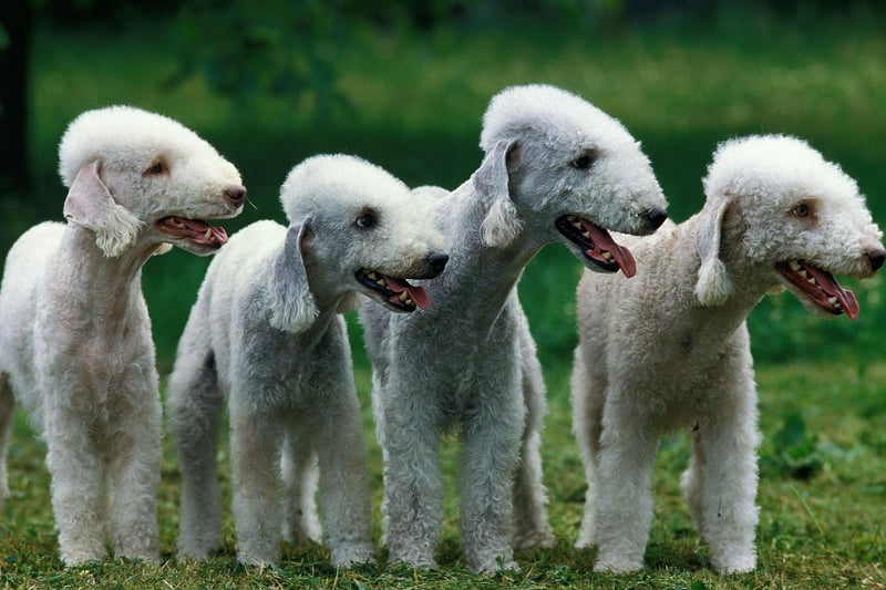 Arguably the most smiley of all dog breeds, making their cheery faces popular on Instagram, the Bedlington Terrier was originally bred to hunt rats. Now they enjoy running around and long cuddles.