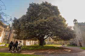 Holme Oak tree in the February sun