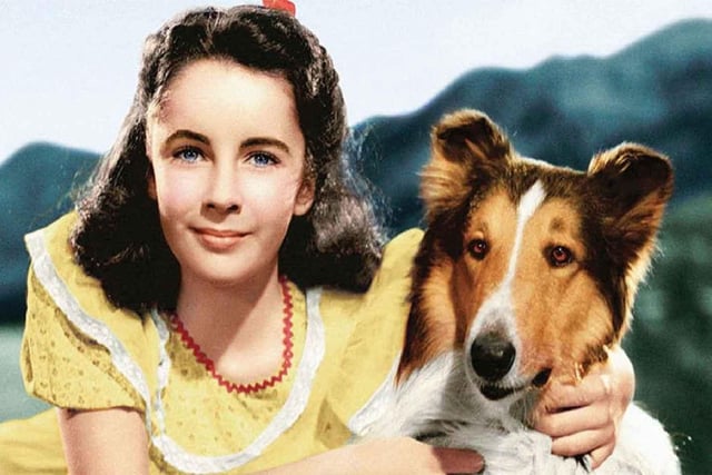 Lassie Come Home
It dates from 1943 and it's one of those movies generations of families will recall watching in the cinema or on TV.
Set in a Yorkshire village, it tells the story of a dog's journey back home after being sold to posh land owners hundreds of miles away.
The human cast includes Elizabeth Taylor.