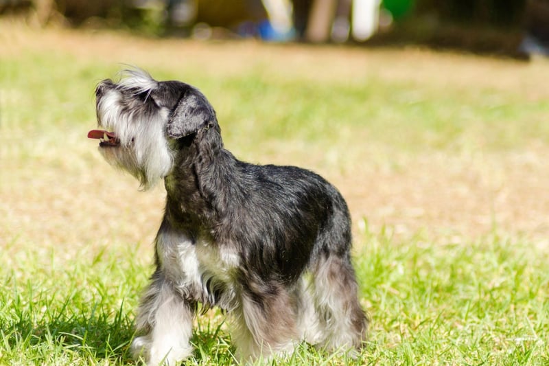 Last on our list is the Miniature Schnauzer, which originated in Germany in the middle of the 19th century and had 1,264 new registrations in the first quarter of 2021.