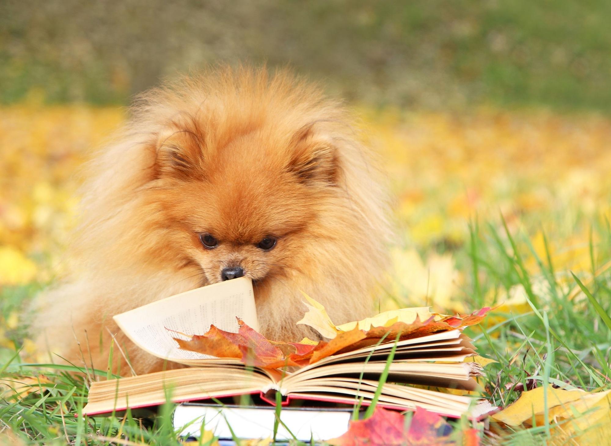 10 most and least intelligent breeds of adorable dog - Vimarsana News
