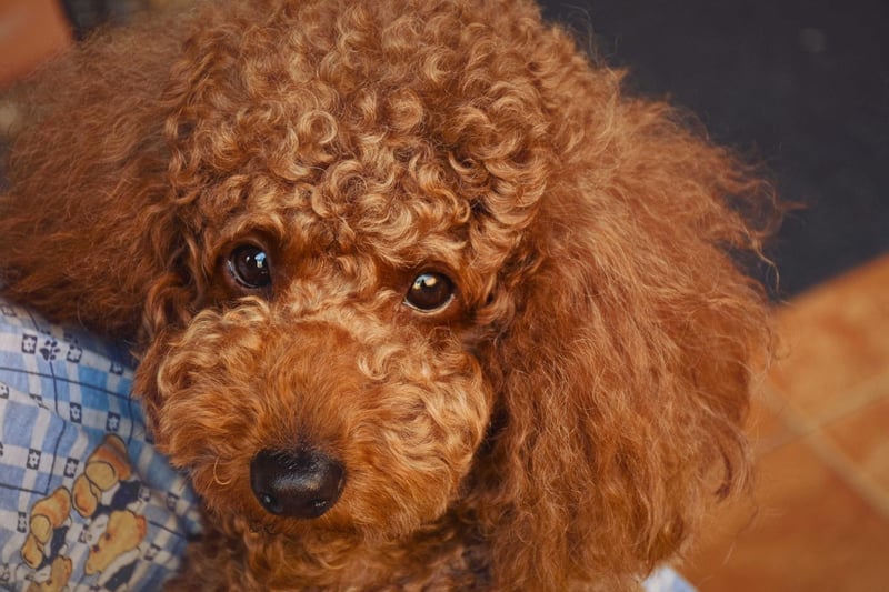 Despite their reputation of being pampered pooches, Poodles aren't actually as high-maintenance as the other dogs on this list. They do, however, benefit greatly from professional grooming to keep their beautiful coats in good nick.