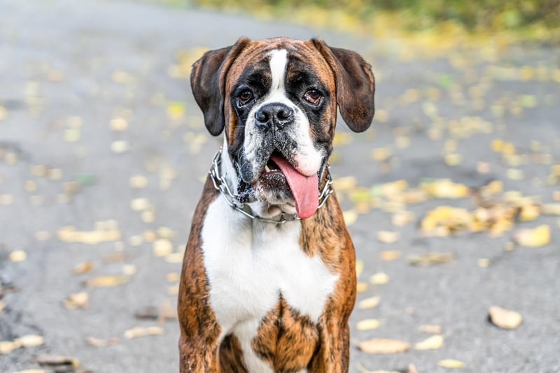 Boxers don't tend to drool all of the time, but when they do you'll certainly know about it. Exercising, overheating and eating all tend to be slobber triggers for this breed.