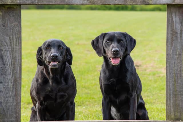 Kirkcaldy photographer Paul Adams took pics of local dogs to raise money for the Cottage Family Centre in fundraising photo shoots near his home. Pic: Paul Adams Photography
