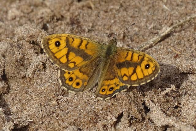 Wall butterfly -   credit NatureScot-Esther Whitford
