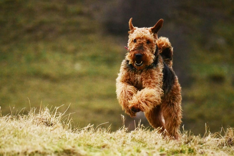 The 'King of Terriers', Airdales hail from Yorkshire where they were bred to hunt vermin along riverbanks. This breed has military history too. They were used by the armed forces in both World Wars as tracking dogs and messengers in the trenches. Intelligent and courageous, though sometimes stubborn, Airedales make wonderful family dogs.
