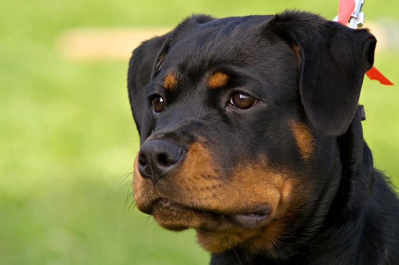 Often a misunderstood breed, the Rottweiler isn't overly-aggressive in normal curcumstances and can make a loving and gentle family pet. They are very protective though, and fear nothing, making them a buglar's worst nightmare.